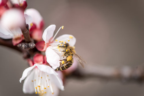 Belixir Drinking Honey Bee on Manuka Flower New Zealand