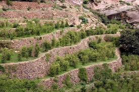 specialty coffee online coffee from Yemen