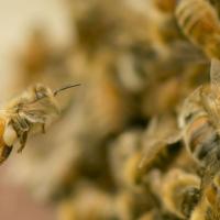 3.3. bee natural pollen rich