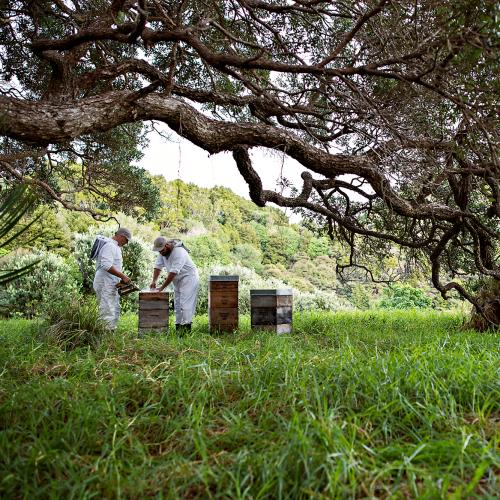 eco friendly manuka honey bottled in glass The Kiwi Importer