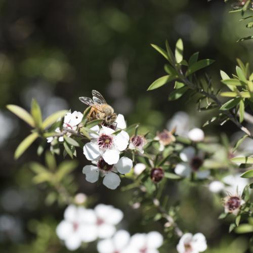 bee and manuka honey Inge kiwi importer2