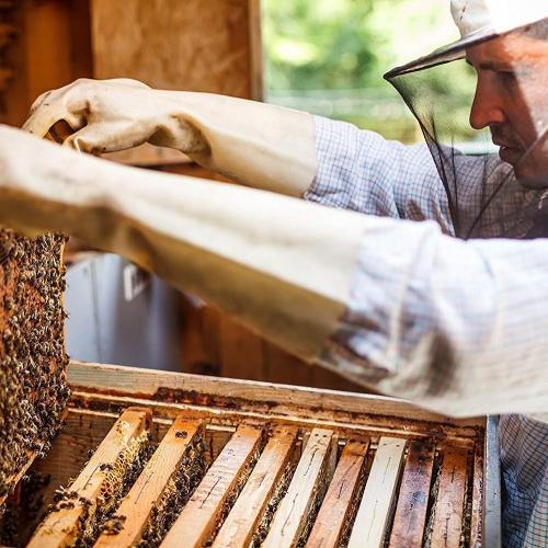beekeeping new zealand