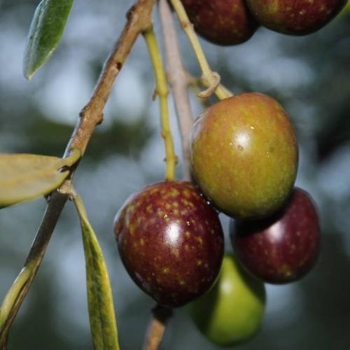 manzanillo olive Louise Rawlinson2