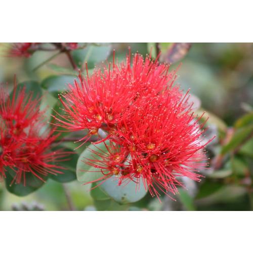 pohutukawa flower new zealand bees