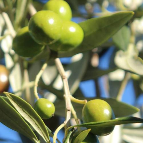 unripe frantoio Louise Rawlinson