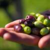 Rangihoua Estate EVOO Waiheke Island USA