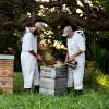 direct manuka honey wholesale