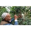 Yemen Coffee Grower The Kiwi Importer