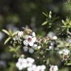 bee and manuka honey Inge kiwi importer