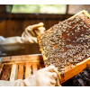 bees and hive manuka honey 1886