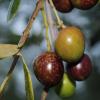 manzanillo olive Louise Rawlinson