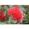 pohutukawa flower new zealand bees