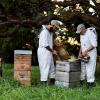 tahi manuka honey bee keepers 2