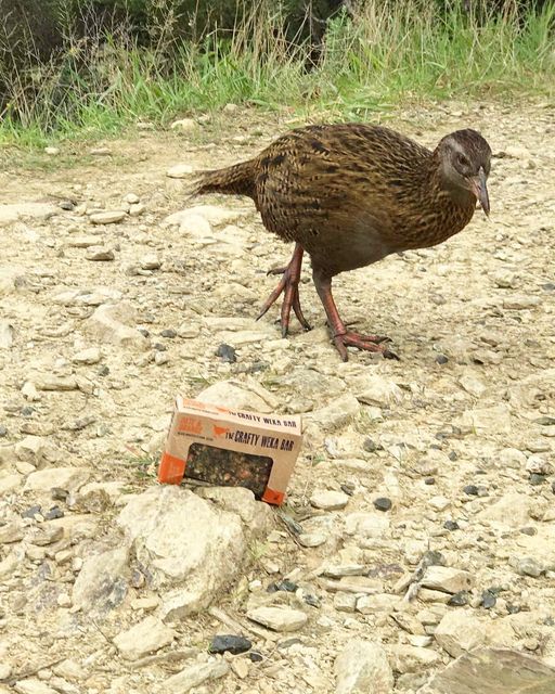 new zealand weka bar date and orange bar with weka outdoors