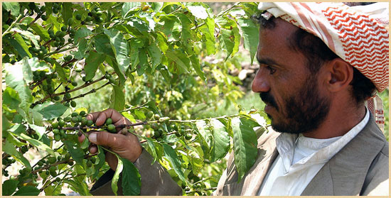 kahwa cahvah kawa caffea arabica Yemen Arabian Mocha