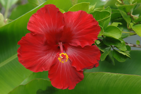 native new zealand hibiscus environmental projects manuka honey