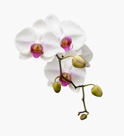 orchid extract for healing all natural throat lozenge