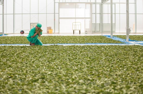 tea leaf withering tea process Zealong tea in the USA2